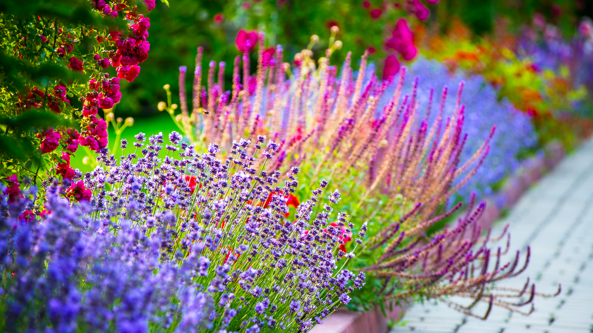 low-maintenance border full of bright flowers