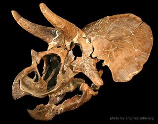 triceratops skull