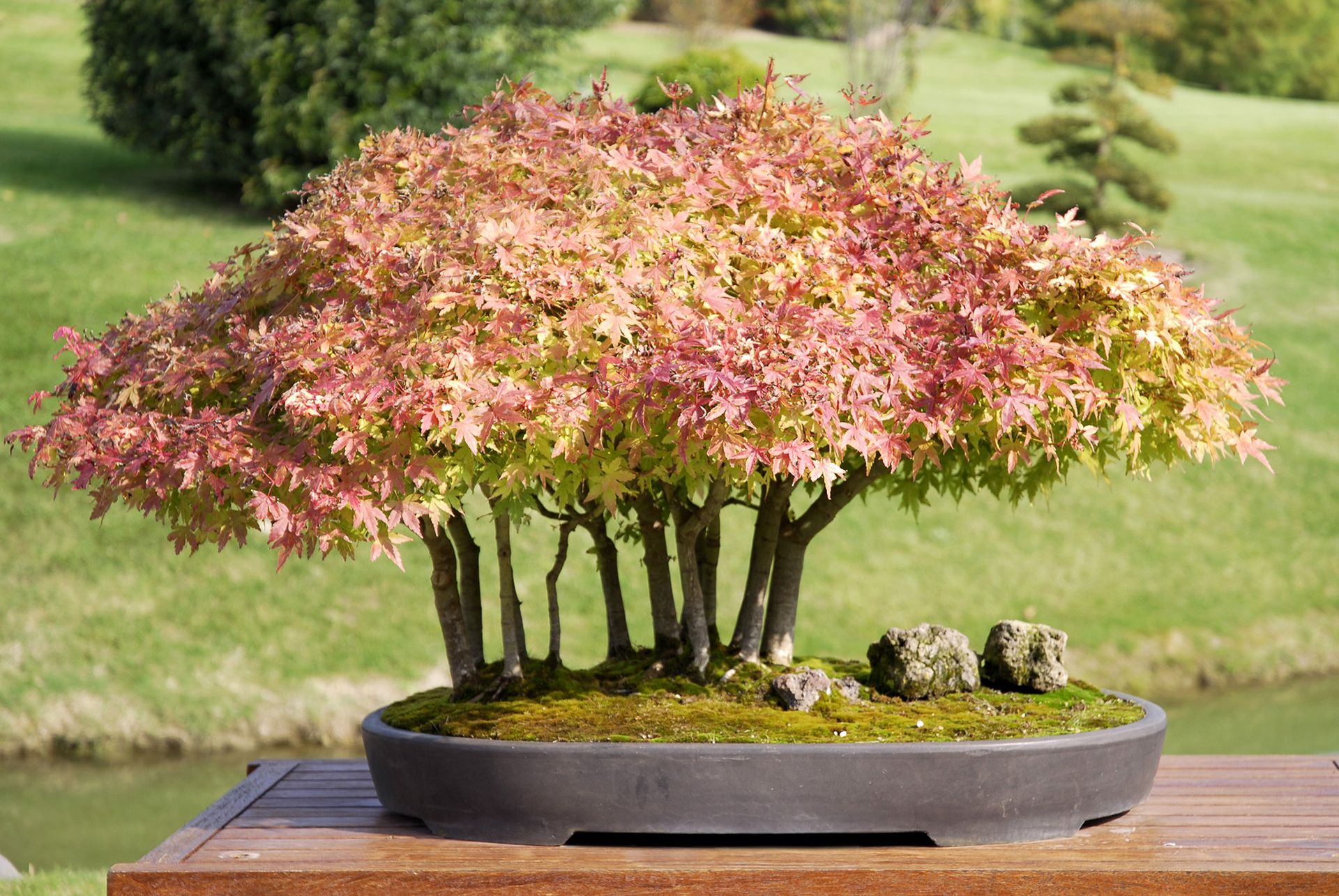 Japanese maple bonsai tree on table