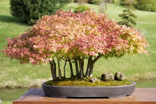 Japanese maple bonsai tree on table