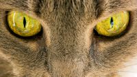 Extreme close up of a cats face with piercing yellow eyes.