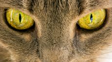 Extreme close up of a cats face with piercing yellow eyes.