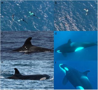 composite image showing orcas in the Gulf of California after killing a bull shark