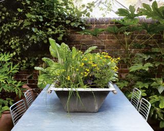 Salad leaves in container on a galvanized steel table surrounded by chairs on a patio