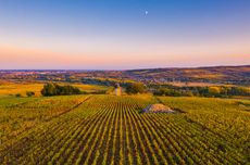 Burgundy 2018 report