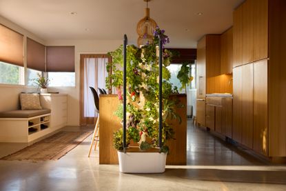 indoor plants growing in a kitchen in a growing system