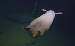 Nautilus mission, Grimpoteuthis octopus