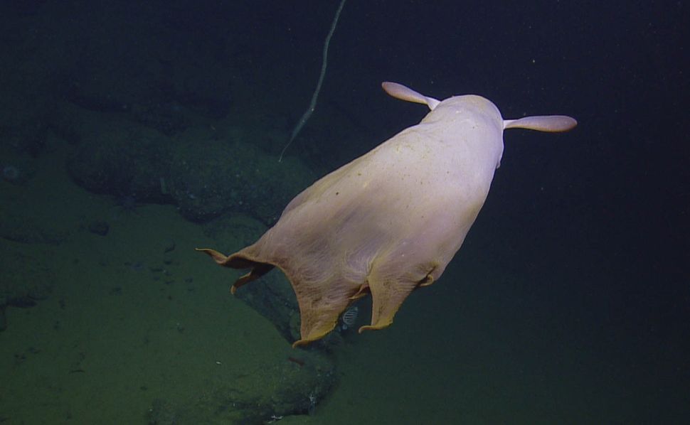 Photos: Ghostly Dumbo Octopus Dances In The Deep Sea: Page 2 