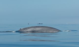 A blue whale swims near the shipping channel off southern California.