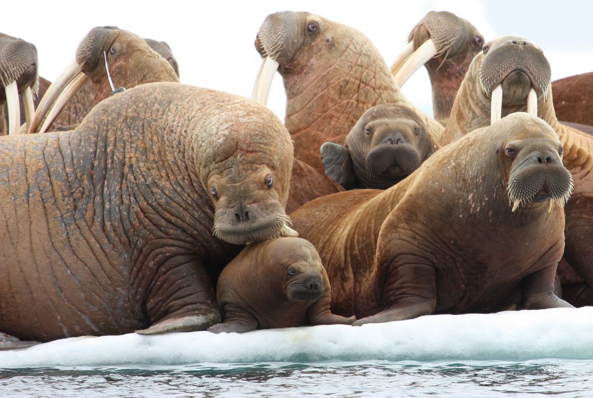 Pacific walrus on ice floe