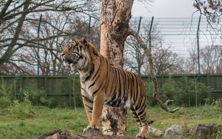 Tiger in enclosure at the zoo