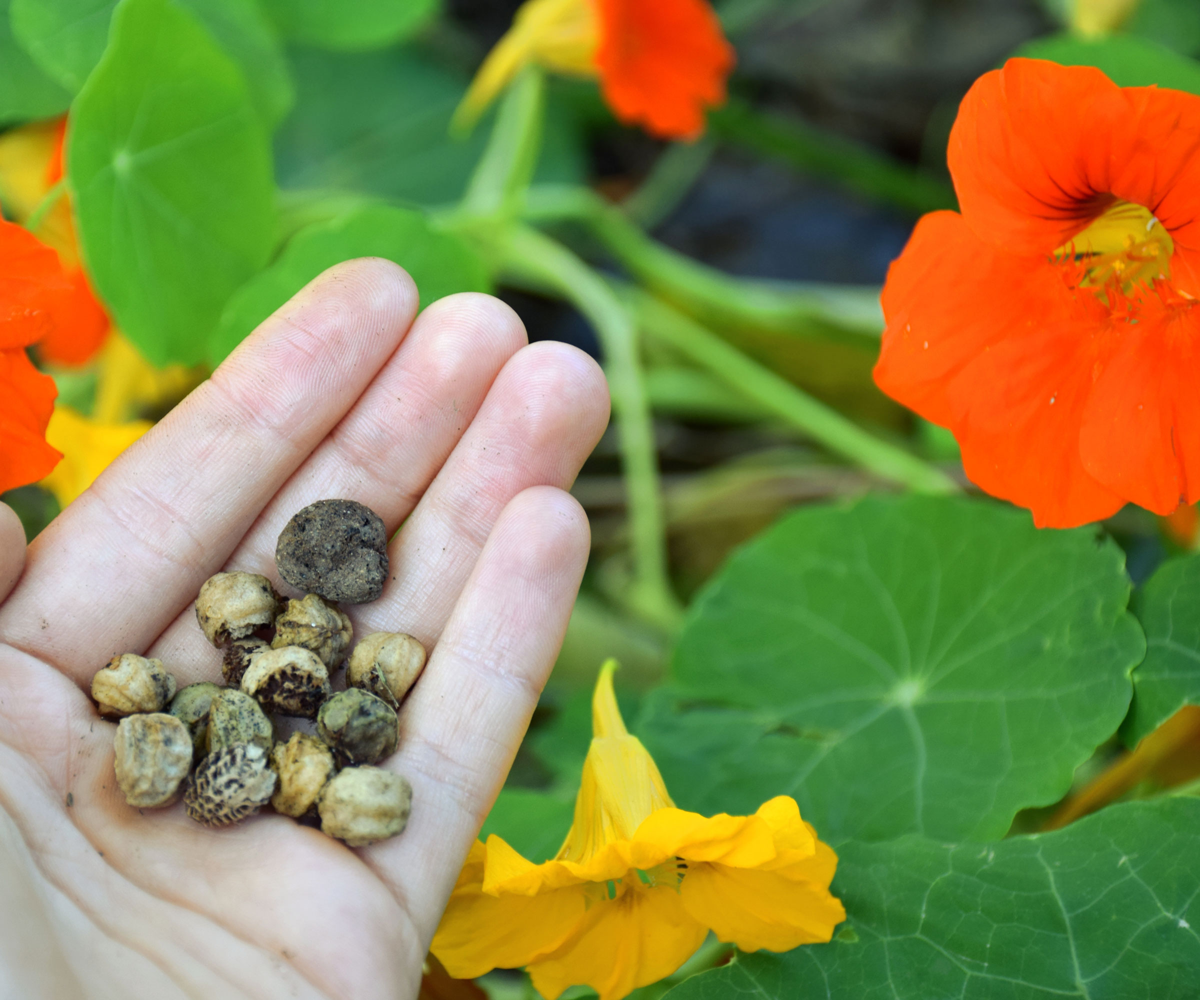 nasturtium seeds being harvested from plants