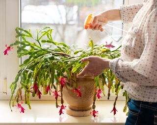 Misting Christmas cactus plant