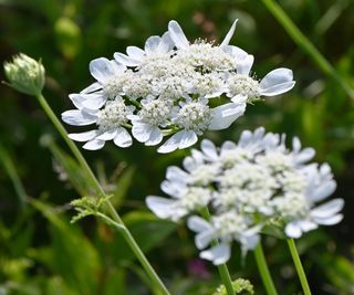 white lace flowers in summer border