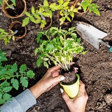 Planting young plants in the garden soil