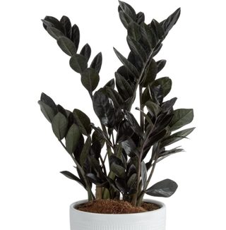 zz raven plant in a white pot
