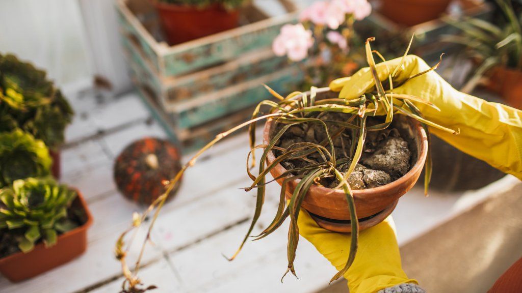 Hands in yellow gloves hold a dead houseplant