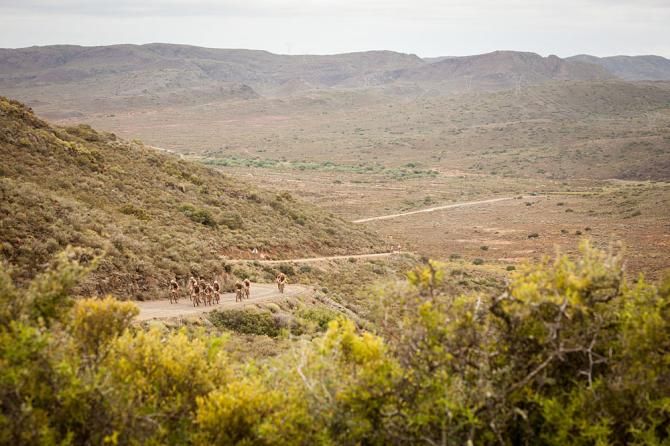 The peloton