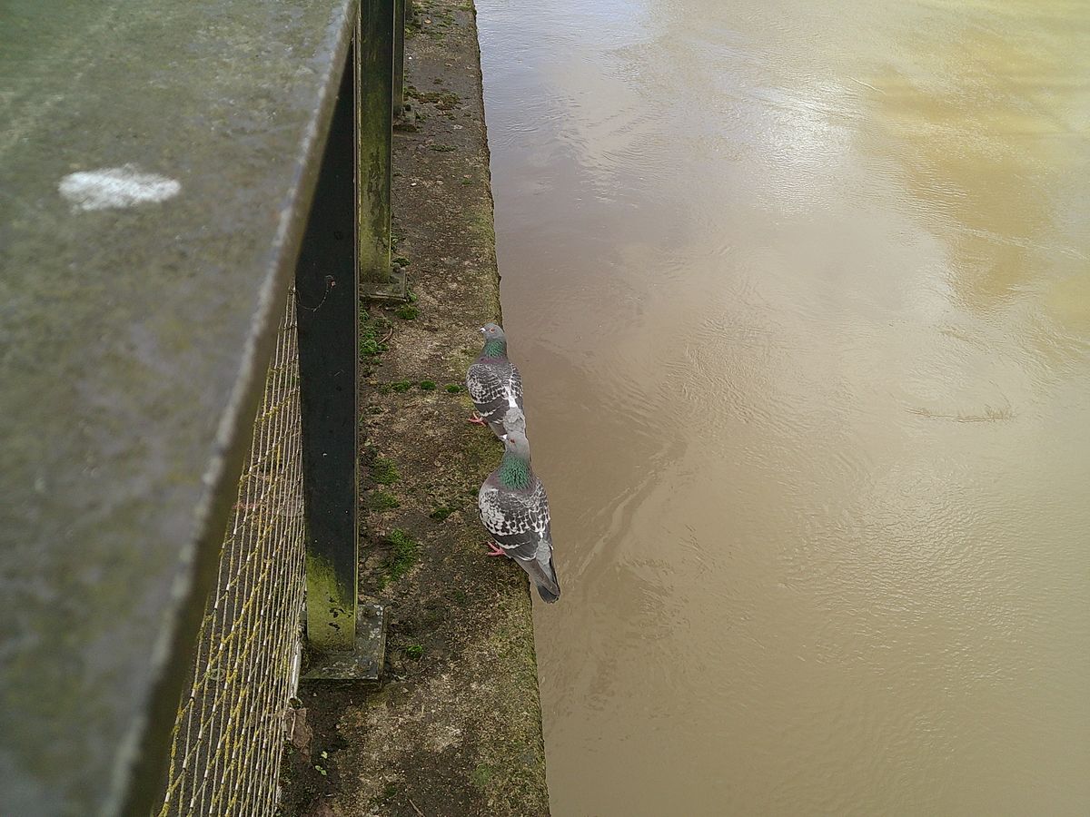 A photo of two pigeons, taken on a Camp Snap Screen-Free digital camera