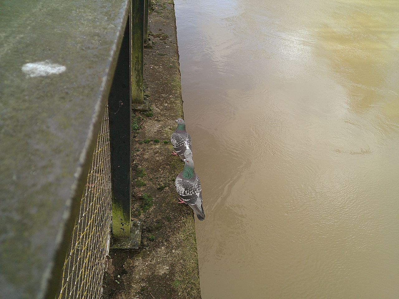 A photo of two pigeons, taken on a Camp Snap Screen-Free digital camera