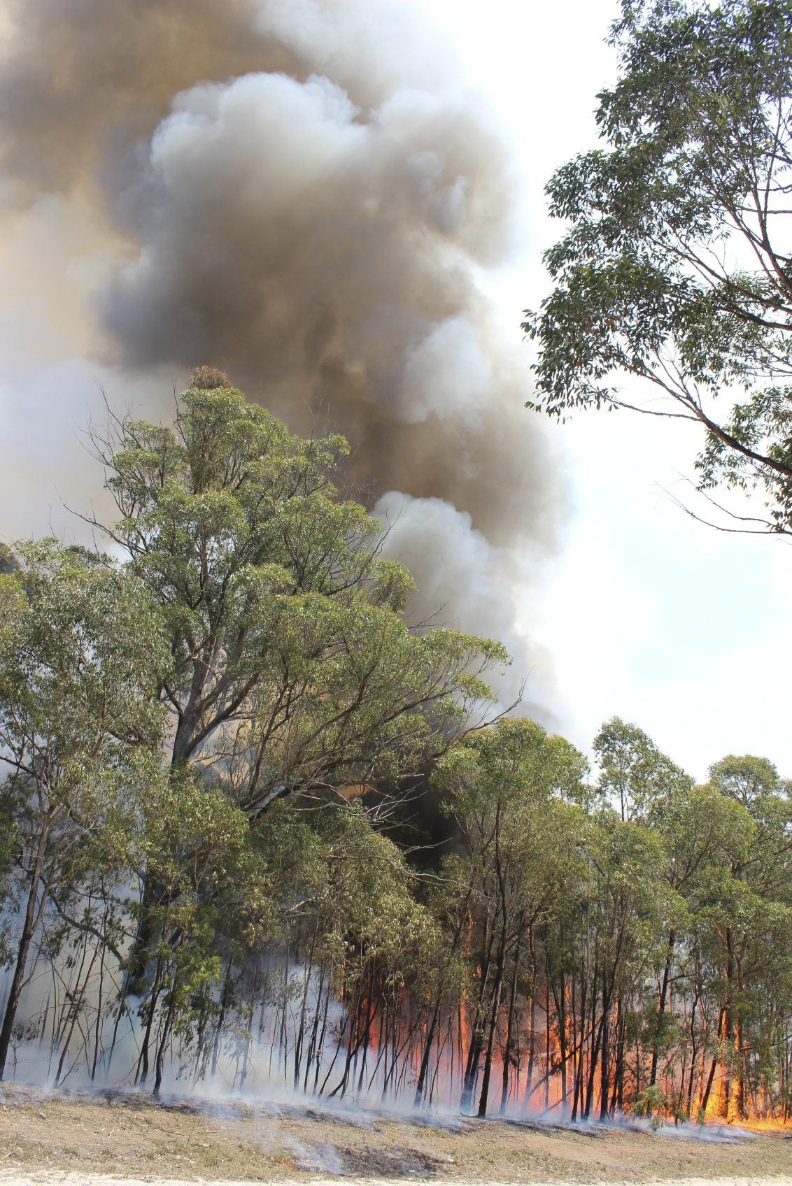 Trees On Fire In Forest Smoking