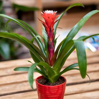 Bromeliad plant in a red pot