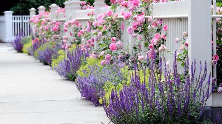 Pretty planting in front yard