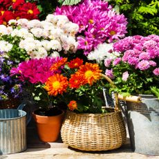 chrysanthemums in container