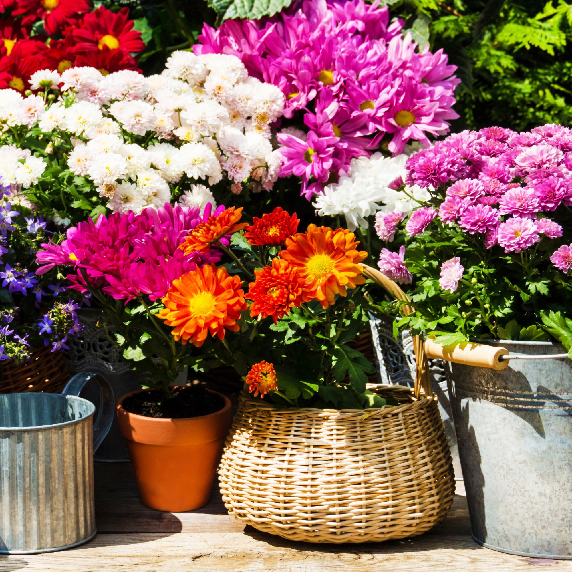 chrysanthemums in container