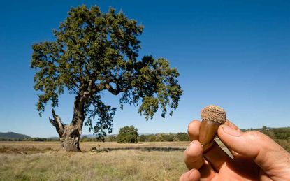 A hand holding an acorn near a giant oak tree