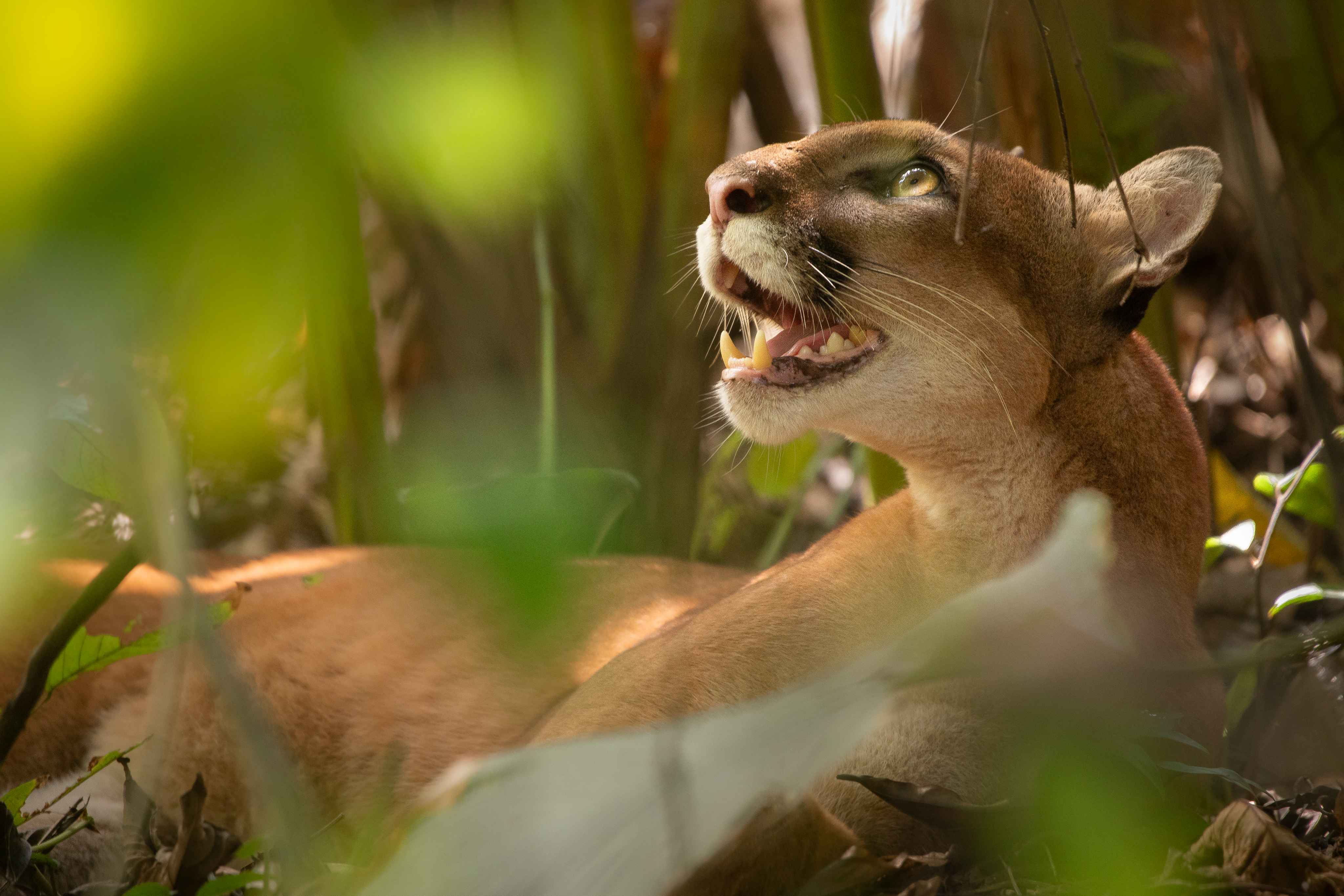 A female puma lies in dappled light among dense green foliage in a Costa Rican forest, her mouth open and golden eyes alert as she gazes upward.