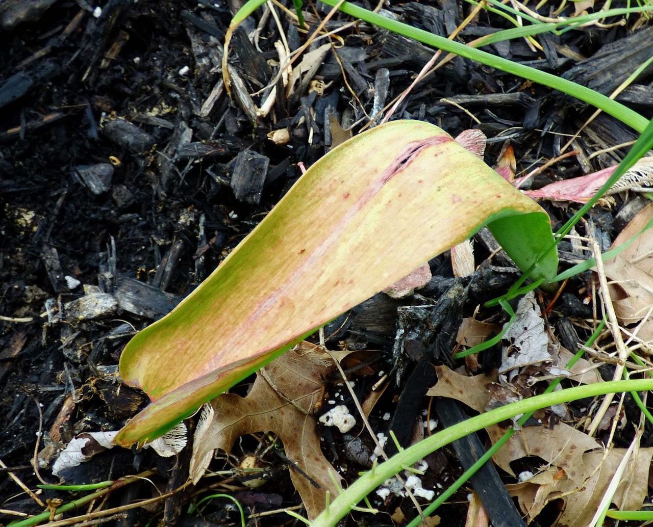 Yellow Tulip Leaves