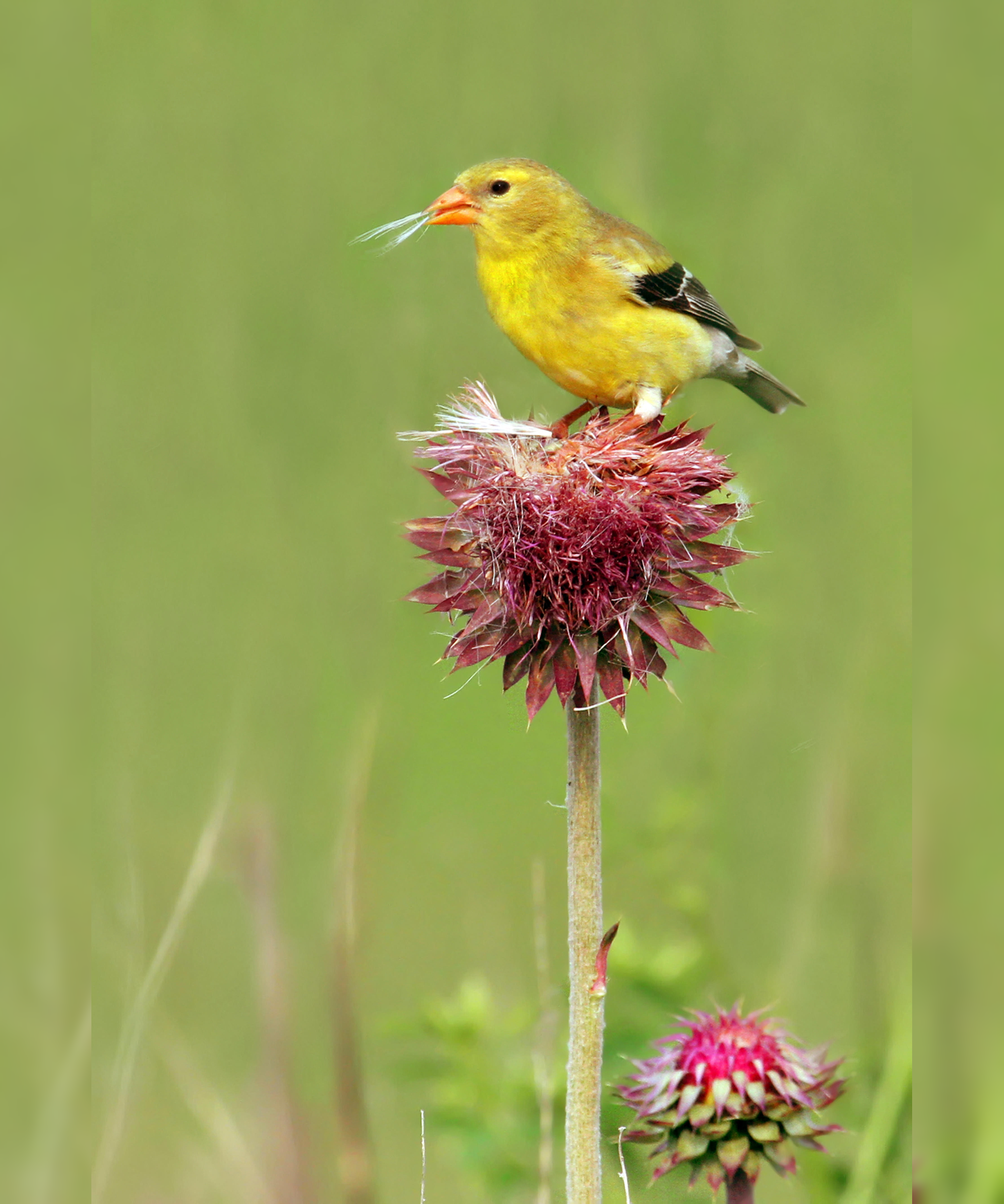 American Goldfinch (Carduelis tristis) perched on a thistle