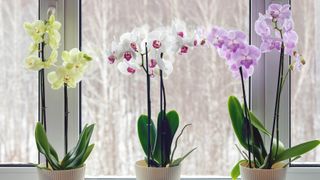 Three orchids sitting on a windowsill