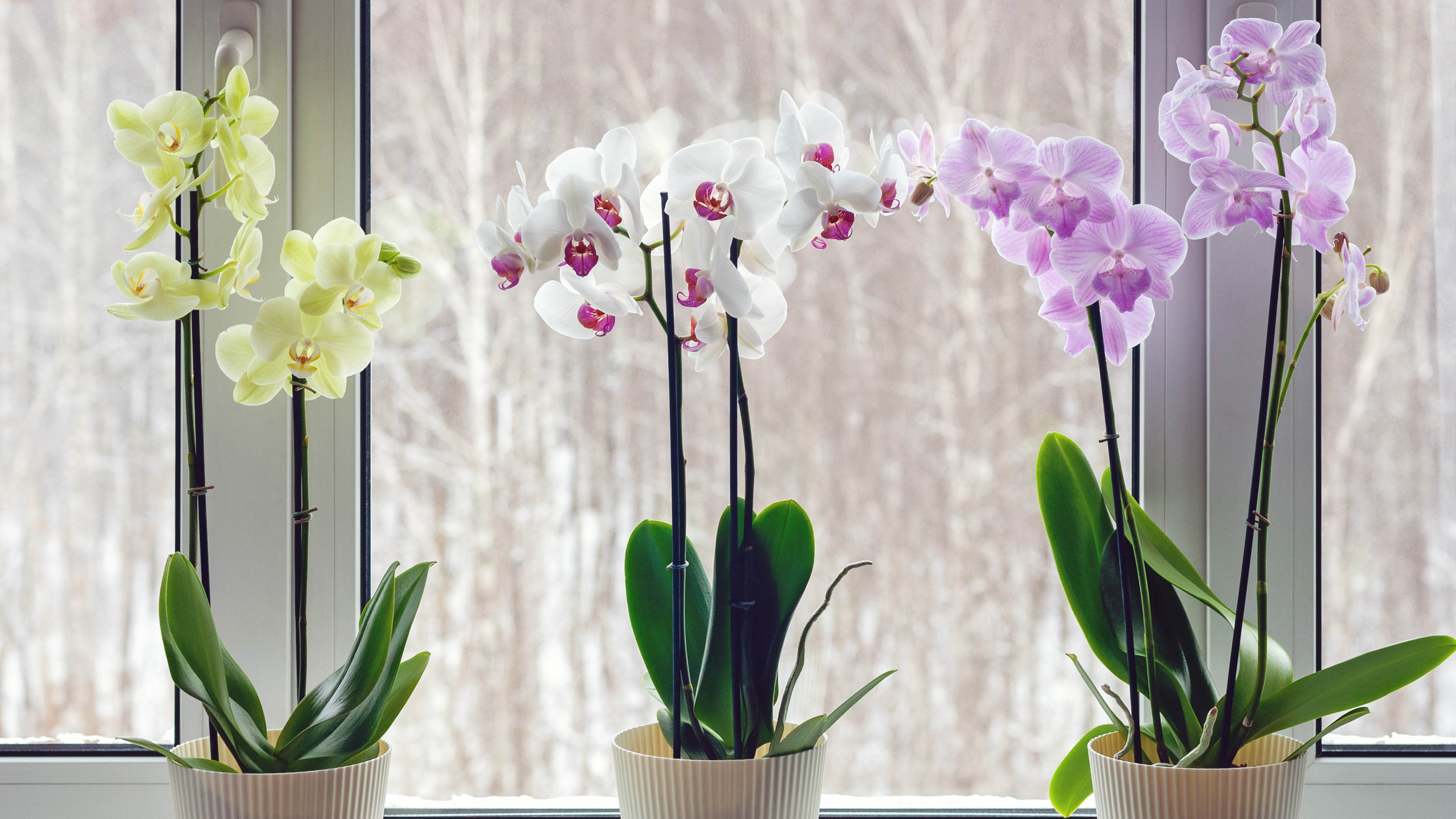Три орхидеи сидят на подоконнике