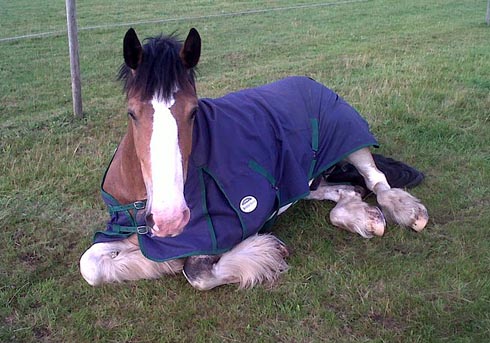Hovis-sleeping-in-the-field.jpg
