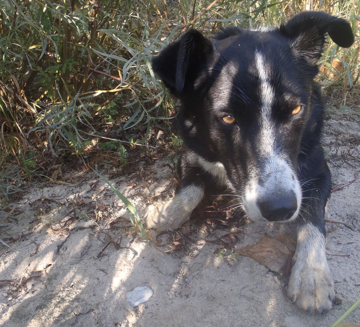 black and white dog backdropped by grass