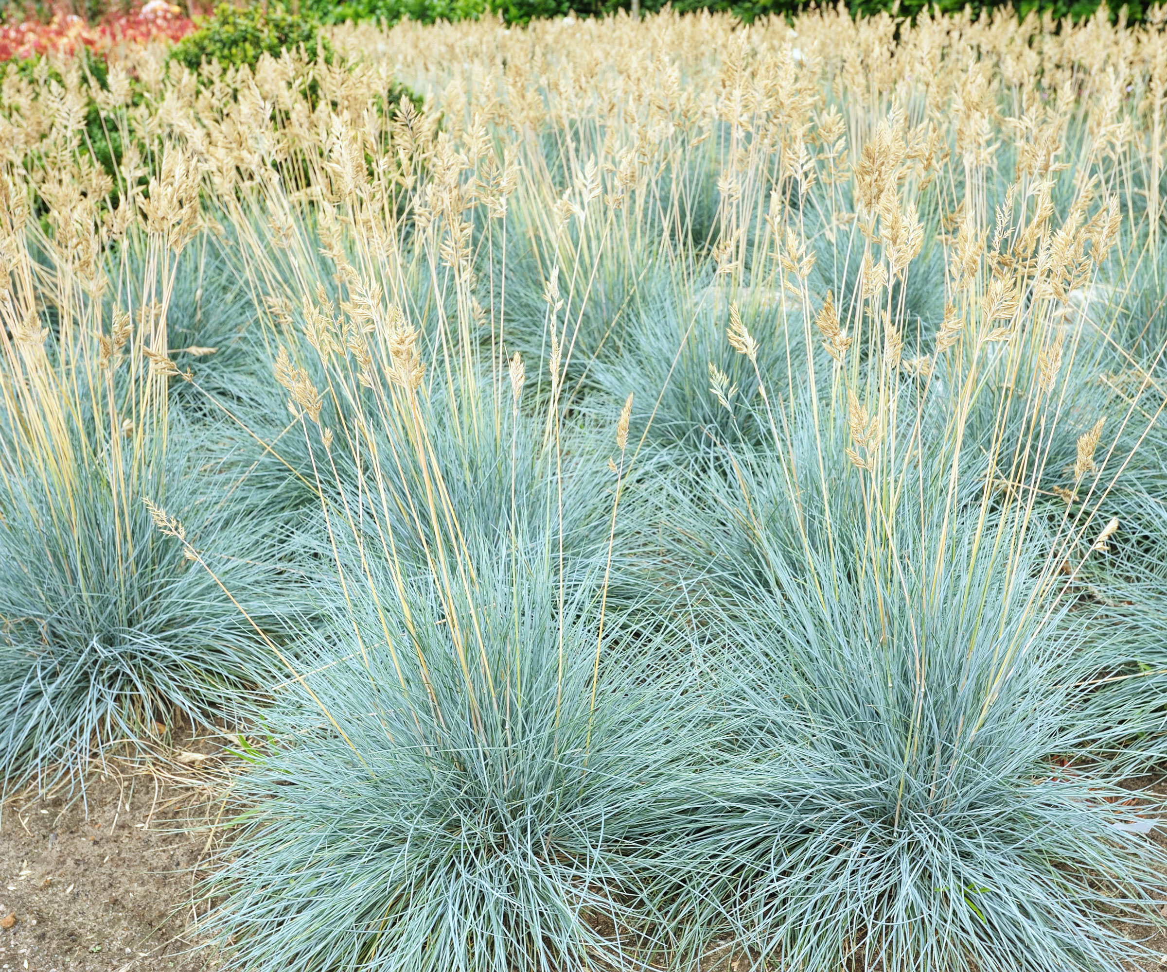 blue fescue grass in garden showing long wispy silver shoots