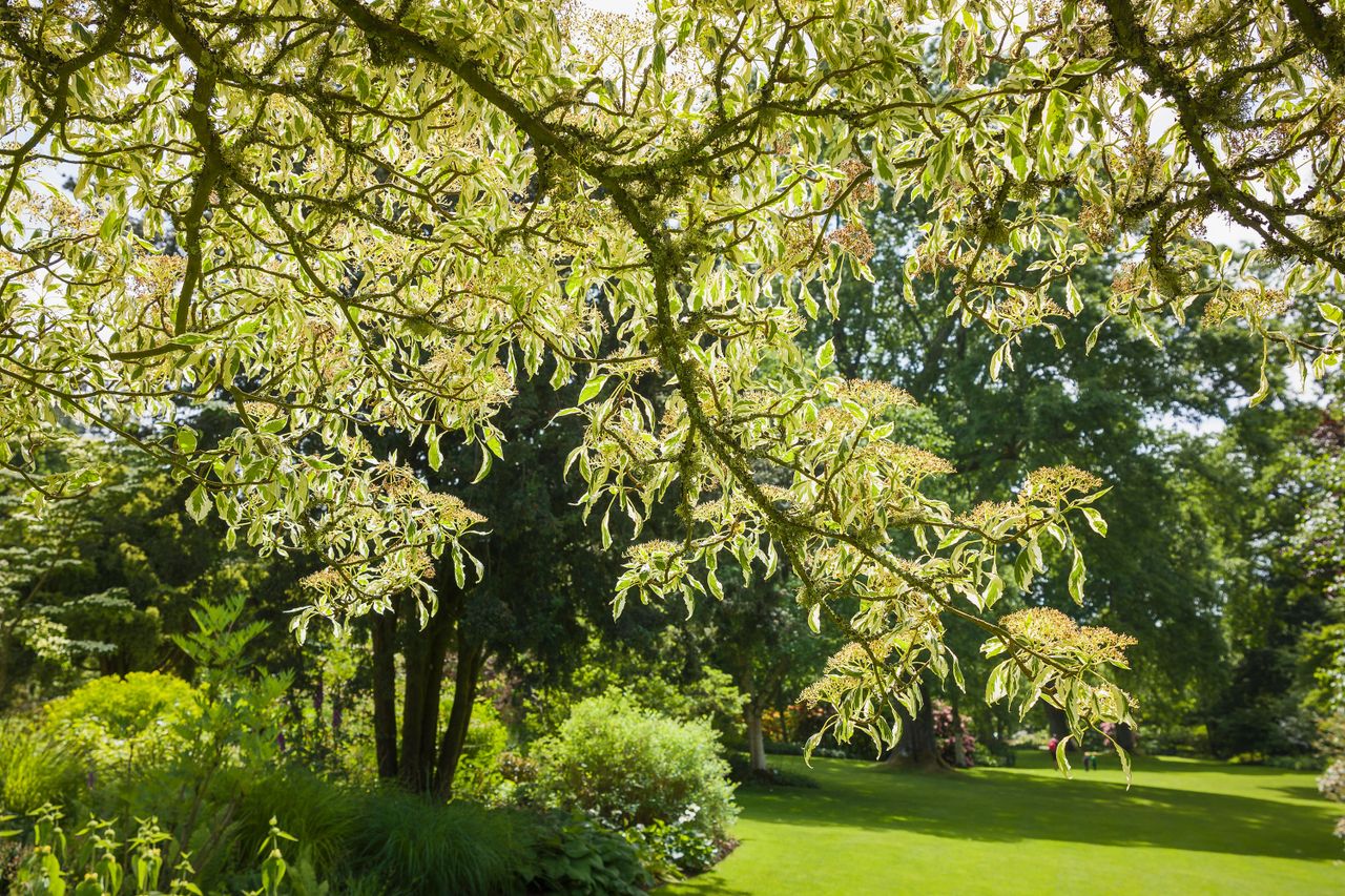 Cornus controversa Variegata at Rosemoor, North Devon.