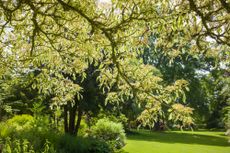 Cornus controversa Variegata at Rosemoor, North Devon.