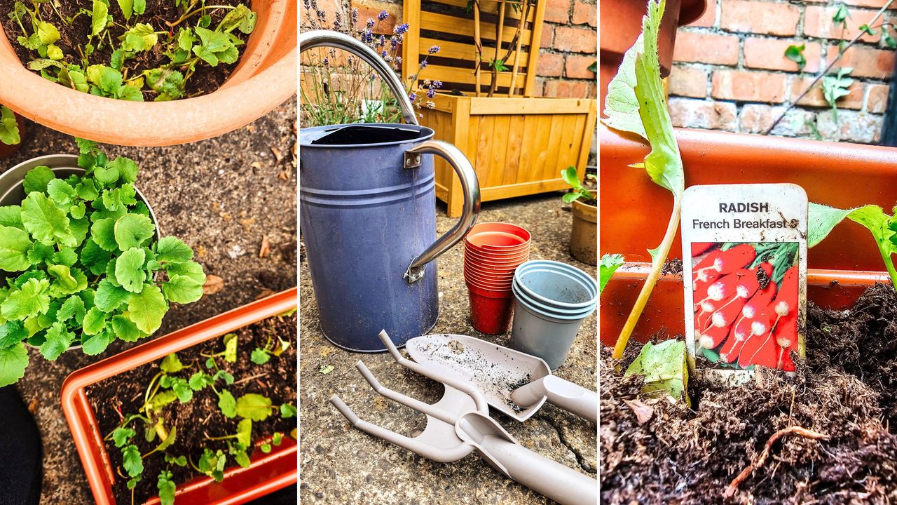 Three pictures - one of three planters with green radish seedlings, one of a purple watering can, pots, and two gardening tools, and one close-up of a radish label in the ground