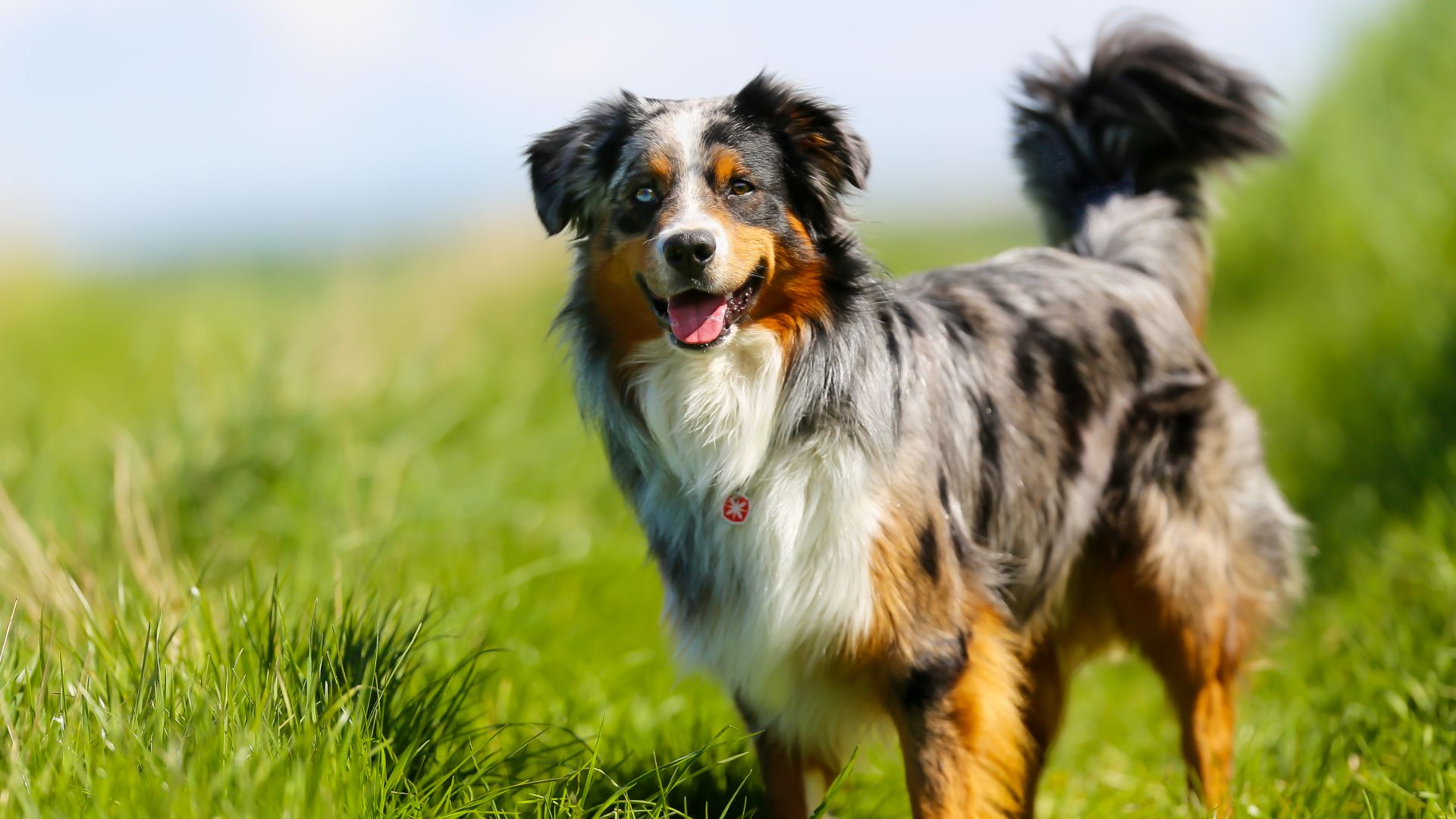 australian shepherd dog