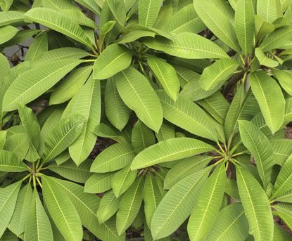 Plumeria Plant With No Blooming Flowers