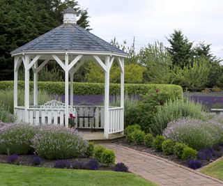 Gazebo surrounded by lavender