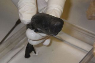 A pocket shark found in the Gulf of Mexico