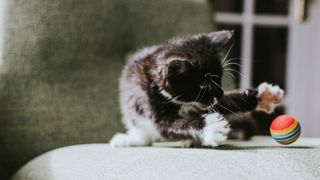 A kitten playing with a ball