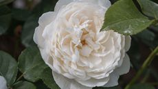 Light cream MacMillan rose in bloom