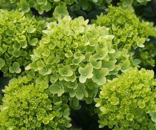 hydrangea little lime in full bloom