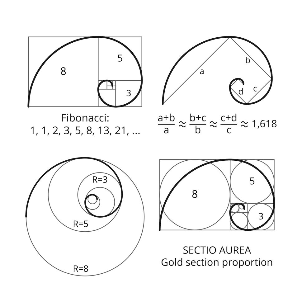 fibonacci sequence nature high definition