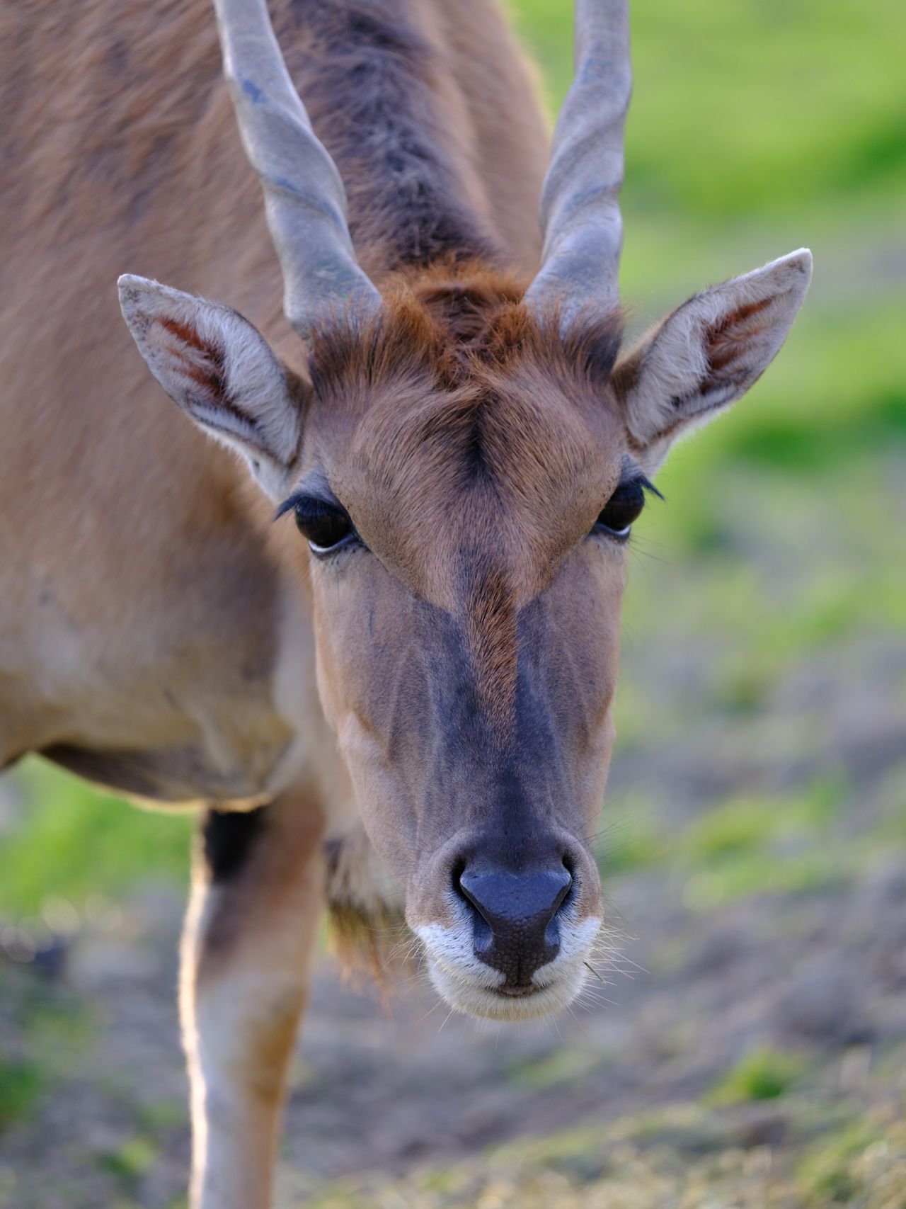 Portraits of animals shot on the Fujifilm GFX100S ii